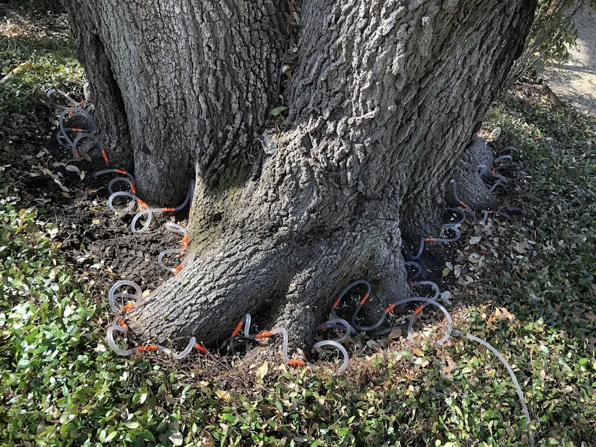 Detailed Tree Cabling and Bracing job site in Blossvale