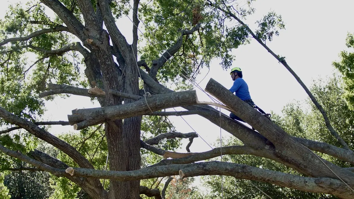 Professional Crown Thinning performed by certified arborists in Blossvale