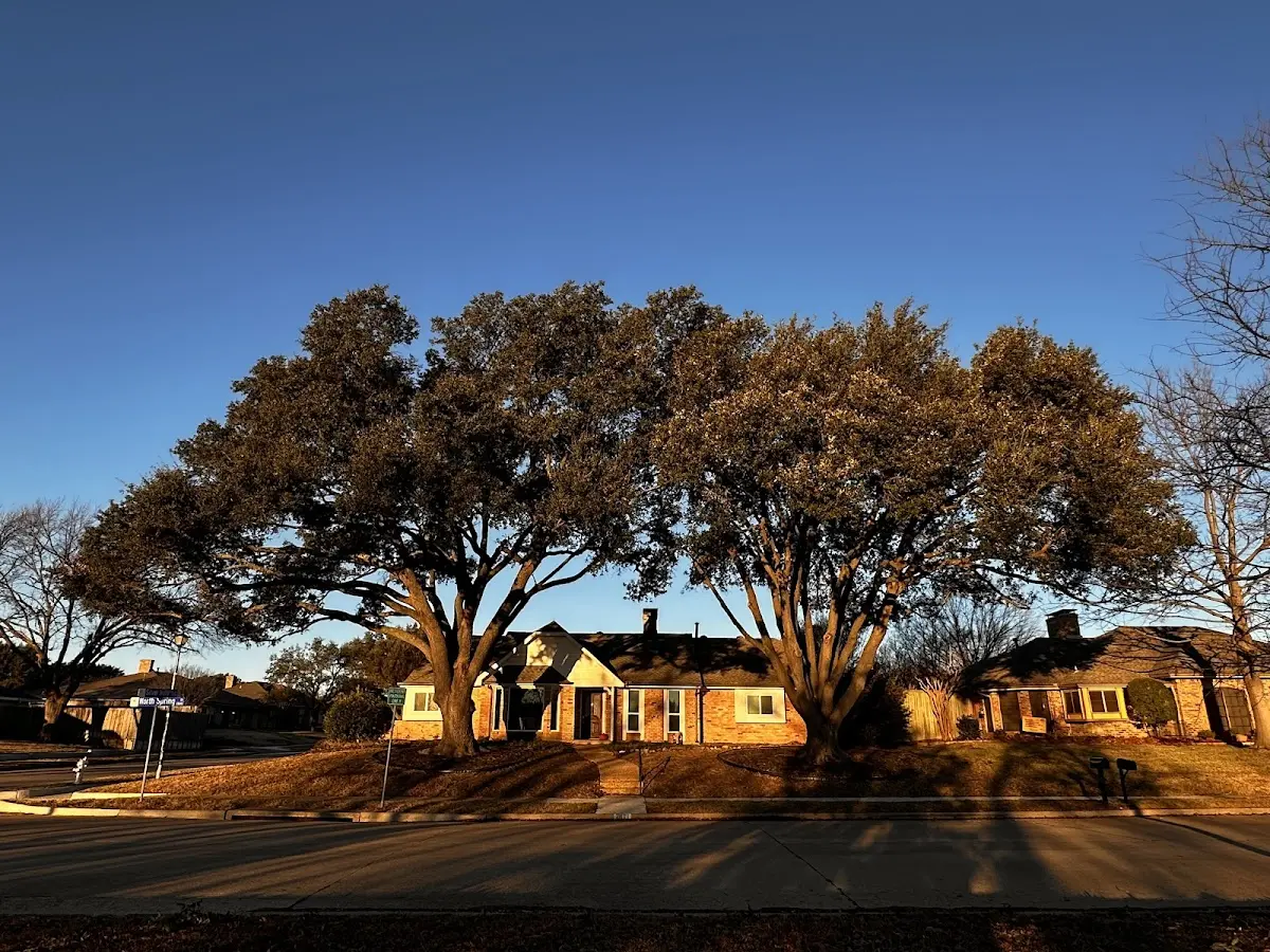 Established residential canopy tree shading a home in Blossvale